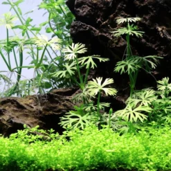 Kleiner Fluss-Hahnenfuß / Ranunculus Inundatus NEUHEIT 7 Kleiner Fluss-Hahnenfuß / Ranunculus Inundatus NEUHEIT -Hobby Verkäufe T022C T 1 6