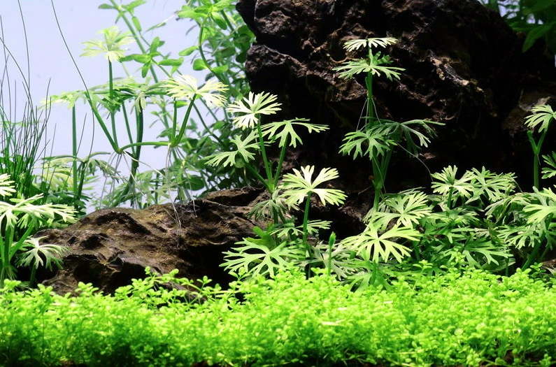 Kleiner Fluss-Hahnenfuß / Ranunculus Inundatus NEUHEIT 5 Kleiner Fluss-Hahnenfuß / Ranunculus Inundatus NEUHEIT – Bild 3