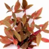 NEU! Kleines Rosanerviges Papageienblatt / Alternanthera 'Rosanervig' - A. Reineckii ´Red Ruby´ -Hobby Verkäufe T023D T 1 1