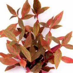 NEU! Kleines Rosanerviges Papageienblatt / Alternanthera 'Rosanervig' - A. Reineckii ´Red Ruby´