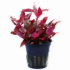 NEU! Kleines Rosanerviges Papageienblatt / Alternanthera 'Rosanervig' - A. Reineckii ´Red Ruby´ -Hobby Verkäufe T023D T 1 4
