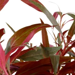 MUTTERPFLANZE TROPICA Alternanthera Reineckii PINK - Rosablättriges Papageienblatt -Hobby Verkäufe T023 XL T 1 5