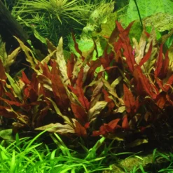 MUTTERPFLANZE TROPICA Alternanthera Reineckii PINK - Rosablättriges Papageienblatt -Hobby Verkäufe T023 XL T 1 6