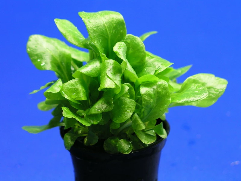 Salzbunge - Unterwasserfeldsalat / Samolus Valerandi 3 Salzbunge - Unterwasserfeldsalat / Samolus Valerandi