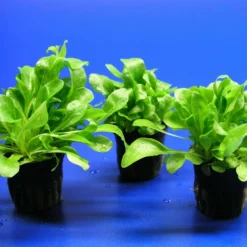 Salzbunge - Unterwasserfeldsalat / Samolus Valerandi 5 Salzbunge - Unterwasserfeldsalat / Samolus Valerandi -Hobby Verkäufe T026T 1 2