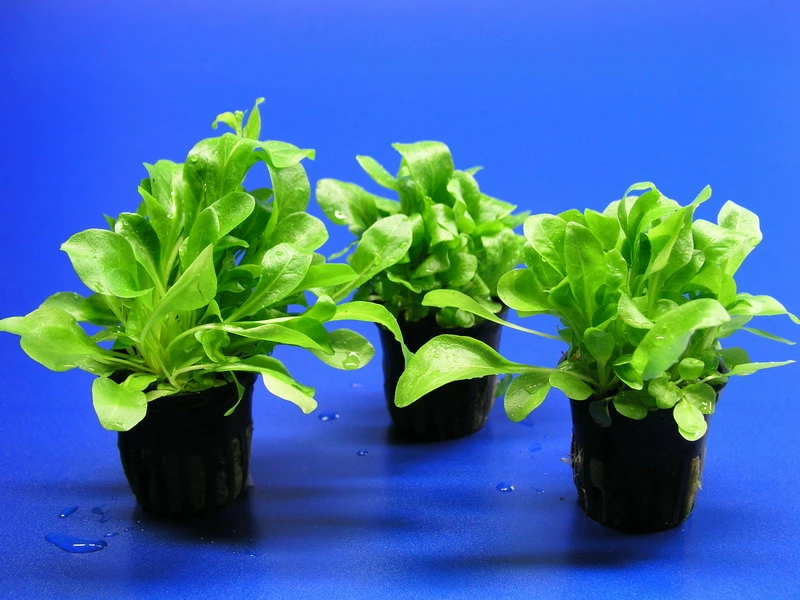 Salzbunge - Unterwasserfeldsalat / Samolus Valerandi 4 Salzbunge - Unterwasserfeldsalat / Samolus Valerandi – Bild 2