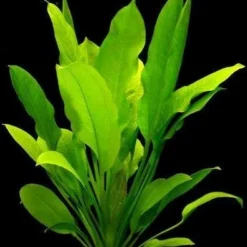 Große Amazonas-Schwertpflanze / Echinodorus Bleheri