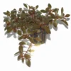 Rubinrote Ludwigie / Ludwigia Repens RUBIN Im Topf -Hobby Verkäufe T033D T 1 1