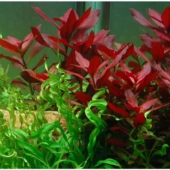 Rubinrote Ludwigie / Ludwigia Repens RUBIN Im Topf -Hobby Verkäufe T033D T 1 3