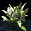 Beckett's Wasserkelch / Cryptocoryne Beckettii -Hobby Verkäufe T037BL 1 2