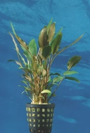 Beckett's Wasserkelch / Cryptocoryne Beckettii 4 Beckett's Wasserkelch / Cryptocoryne Beckettii – Bild 2