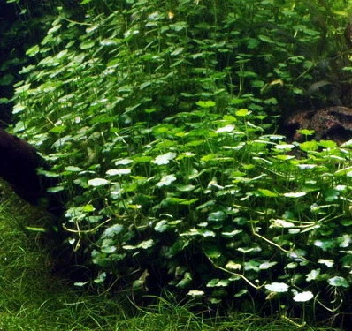 Kleinblättriger Wassernabel / Hydrocotyle Sibthorpioides - Maritima 3 Kleinblättriger Wassernabel / Hydrocotyle Sibthorpioides - Maritima