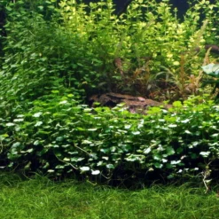 Kleinblättriger Wassernabel / Hydrocotyle Sibthorpioides - Maritima 7 Kleinblättriger Wassernabel / Hydrocotyle Sibthorpioides - Maritima -Hobby Verkäufe T039A T 1 2