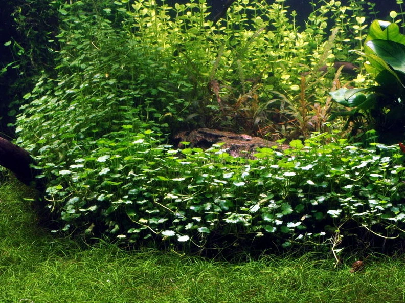 Kleinblättriger Wassernabel / Hydrocotyle Sibthorpioides - Maritima 4 Kleinblättriger Wassernabel / Hydrocotyle Sibthorpioides - Maritima – Bild 2