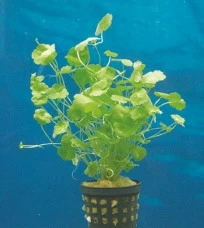 Kleinblättriger Wassernabel / Hydrocotyle Sibthorpioides - Maritima 5 Kleinblättriger Wassernabel / Hydrocotyle Sibthorpioides - Maritima – Bild 3