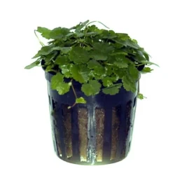 Kleinblättriger Wassernabel / Hydrocotyle Sibthorpioides - Maritima 9 Kleinblättriger Wassernabel / Hydrocotyle Sibthorpioides - Maritima -Hobby Verkäufe T039A T 1 4