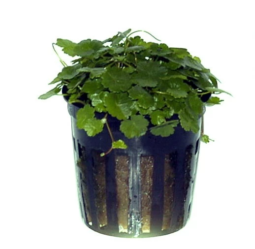 Kleinblättriger Wassernabel / Hydrocotyle Sibthorpioides - Maritima 6 Kleinblättriger Wassernabel / Hydrocotyle Sibthorpioides - Maritima – Bild 4