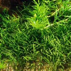 Mauritius-Graspflanze / Lilaeopsis Mauritiana Im Topf -Hobby Verkäufe T040B T 1 2