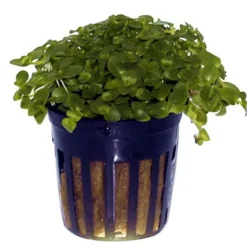 Kleines Südliches Fettblatt / Bacopa Australis 5 Kleines Südliches Fettblatt / Bacopa Australis -Hobby Verkäufe T043A T 1 3