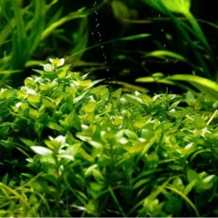 1-2-GROW! Kriechende Staurogyne / Staurogyne Spec. Repens Von TROPICA