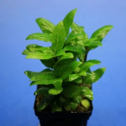 Kriechende Staurogyne / Staurogyne Spec. Rio Cristalino *NEUHEIT* -Hobby Verkäufe T049G T 1 2