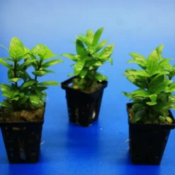 Kriechende Staurogyne / Staurogyne Spec. Rio Cristalino *NEUHEIT* -Hobby Verkäufe T049G T 1 3