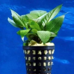 Mini Kirschblatt / Hygrophila Corymbosa Compact - Kompakt -Hobby Verkäufe T052D T 1 2