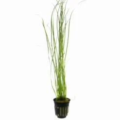 Schmalblättrige Vallisnerie / Vallisneria Nana Im Topf -Hobby Verkäufe T056C T 1 2