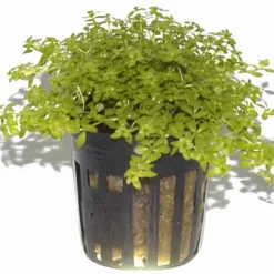 Zierliches Perlenkraut / Micranthemum - Hemianthus Micranthemoides Im Topf -Hobby Verkäufe T063PP 1 4