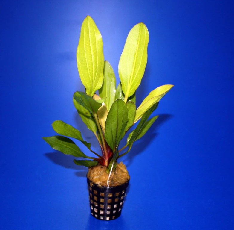 Horemanis Schwertpflanze Grün / Echinodorus Horemanii Grün TOP-Rarität 3 Horemanis Schwertpflanze Grün / Echinodorus Horemanii Grün TOP-Rarität