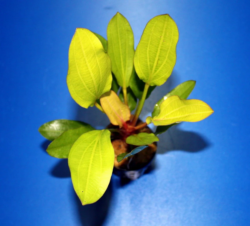 Horemanis Schwertpflanze Grün / Echinodorus Horemanii Grün TOP-Rarität 4 Horemanis Schwertpflanze Grün / Echinodorus Horemanii Grün TOP-Rarität – Bild 2