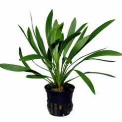 Uruguay-Schwertpflanze / Echinodorus Uruguayensis -Hobby Verkäufe T070A T 1 2