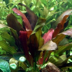 Echinodorus X Barthii Doppelt-Rot / Barths Schwertpflanze, Eine Rarität