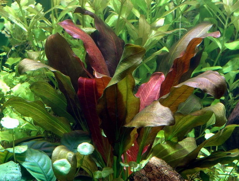 Echinodorus X Barthii Doppelt-Rot / Barths Schwertpflanze, Eine Rarität 3 Echinodorus X Barthii Doppelt-Rot / Barths Schwertpflanze, Eine Rarität