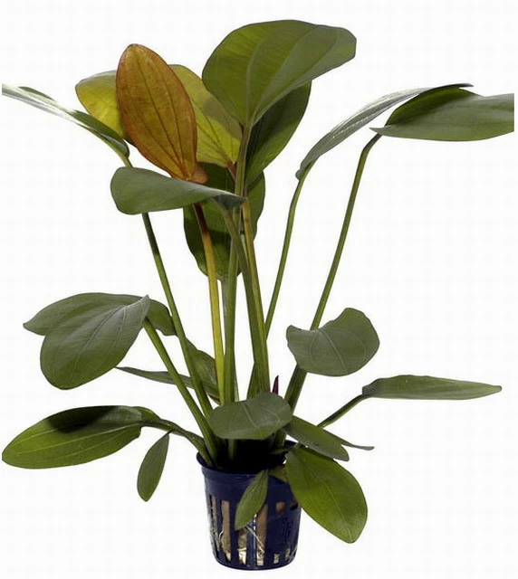 Echinodorus X Barthii Doppelt-Rot / Barths Schwertpflanze, Eine Rarität 4 Echinodorus X Barthii Doppelt-Rot / Barths Schwertpflanze, Eine Rarität – Bild 2