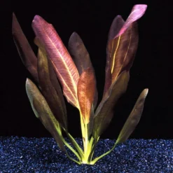 Echinodorus X Barthii Doppelt-Rot / Barths Schwertpflanze, Eine Rarität 7 Echinodorus X Barthii Doppelt-Rot / Barths Schwertpflanze, Eine Rarität -Hobby Verkäufe T072A T 1 4