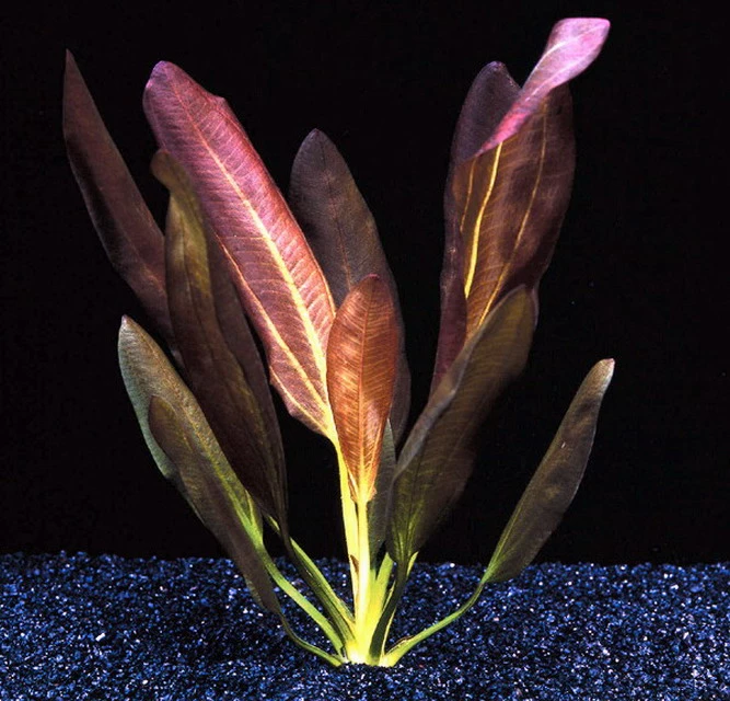 Echinodorus X Barthii Doppelt-Rot / Barths Schwertpflanze, Eine Rarität 5 Echinodorus X Barthii Doppelt-Rot / Barths Schwertpflanze, Eine Rarität – Bild 3