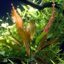 Rosa Schwertpflanze / Echinodorus 'Rose'