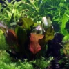 Kleine Rote Schwertpflanze / Echinodorus Reni -Hobby Verkäufe T072D T 1 2