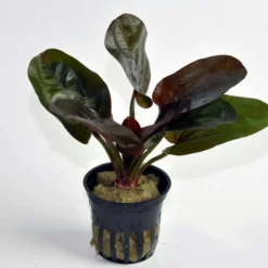 Kleine Rote Schwertpflanze / Echinodorus Reni -Hobby Verkäufe T072D T 1 4