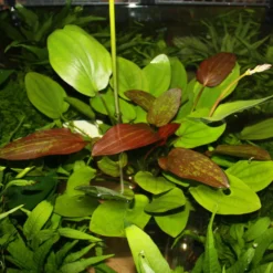 MUTTERPFLANZE Echinodorus Barthii X Doppeltrot / Barths Schwertpflanze, Eine Rarität