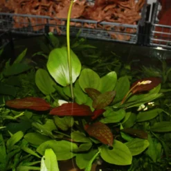 MUTTERPFLANZE Echinodorus Barthii X Doppeltrot / Barths Schwertpflanze, Eine Rarität -Hobby Verkäufe T072T 1 3