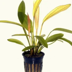 Kleine Rubinrote Schwertpflanze / Echinodorus 'Red Diamond' -Hobby Verkäufe T074D T 1 2