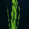 Große Wasserschraube / Vallisneria Americana - Asiatica Im Topf 1 Große Wasserschraube / Vallisneria Americana - Asiatica Im Topf -Hobby Verkäufe T087PP 1 1