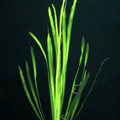 Glattblättrige Wasserschraube / Vallisneria Spiralis Im Topf