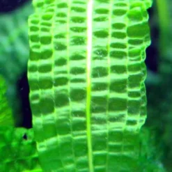 Große Genoppte Wasserähre / Aponogeton Boivinianus -Hobby Verkäufe T088 T 1 3