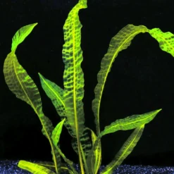 Große Genoppte Wasserähre / Aponogeton Boivinianus -Hobby Verkäufe T088 T 1 4