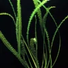 Gewelltblättrige Madagaskar-Wasserähre / Aponogeton Longiplumulosus -Hobby Verkäufe T089D T 1 1