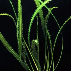 Gewelltblättrige Madagaskar-Wasserähre / Aponogeton Longiplumulosus