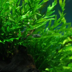 Kongo Wasserfarn / Bolbitis Heudelotii 5 Kongo Wasserfarn / Bolbitis Heudelotii -Hobby Verkäufe T090OK 1 2